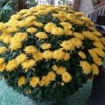   - app tìm bạn bốn phương làm quen hẹn hò  Profile Picture