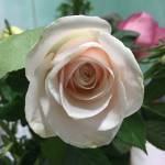 admin - Bạn   tìm bạn bốn phương ở  Profile Picture