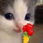 minh chinh Profile Picture